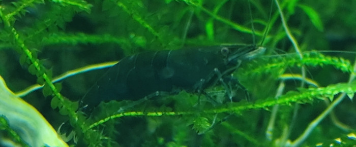 aquarium Aquarium spé green jade , de TomC