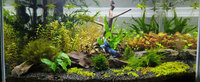 aquarium Red cherry , de Jojo63