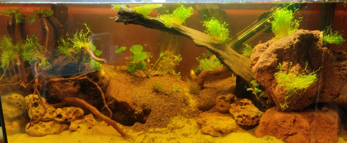 aquarium Aquascap , de lolo95