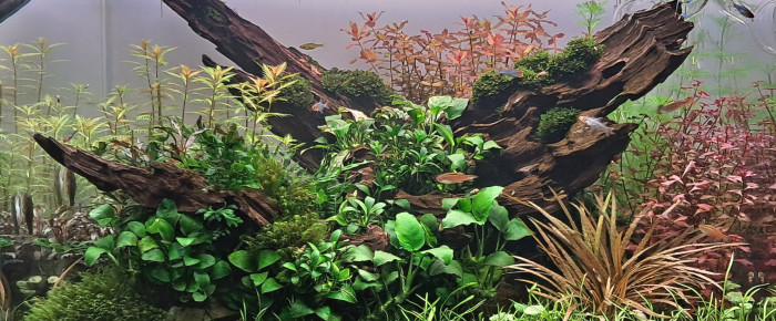 aquarium 96 litres , de Damp92