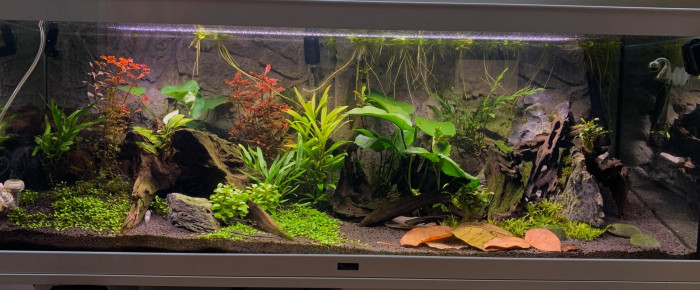 aquarium Bac communautaire Channa Andrao , de CokiZoo
