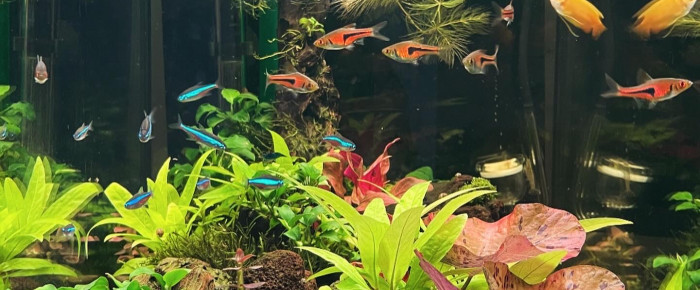 aquarium 70 litres , de FGAL