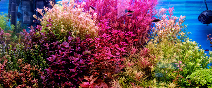 aquarium Aquatlantis Sublim 100 , de SuperMonkey