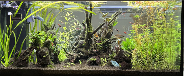 aquarium Eheim  Incpiria 430 , de Rasbora34
