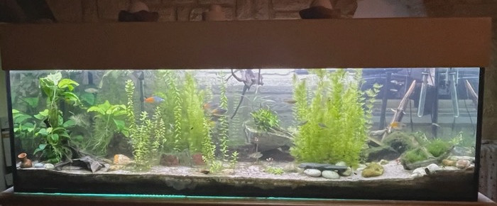 aquarium Aquarium 700 litres , de Emmanuel07