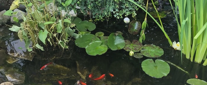 aquarium Bassin 1000 litres , de Emmanuel07