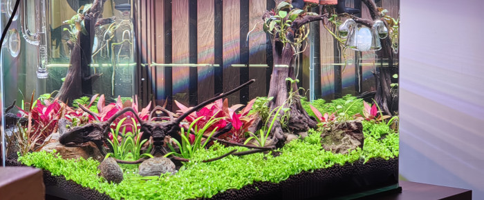 aquarium Souche , de Olivoliv
