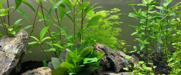 aquarium Mon premier bac , de Smast