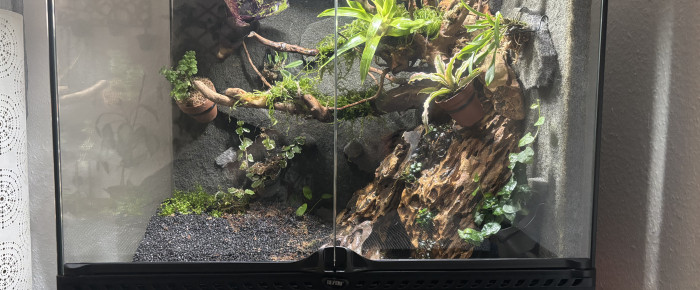 aquarium Palu en travaux tout comme le nom , de Caloptopus
