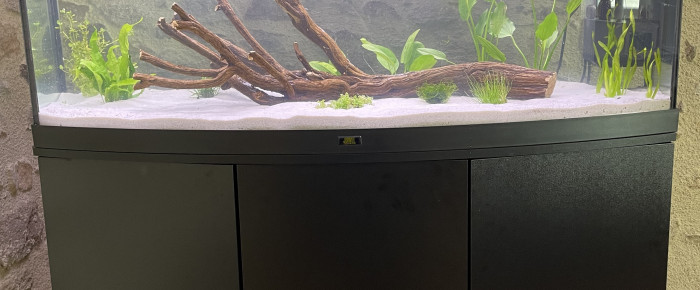 aquarium Juwel visio 260L , de CaroleM