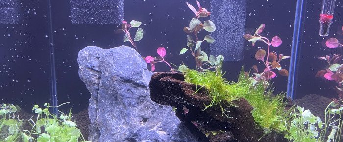 aquarium Mon Nano 30 , de Smast