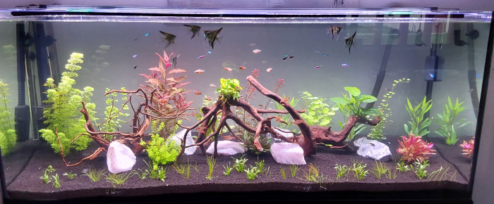 aquarium Amazonien , de jenelfe
