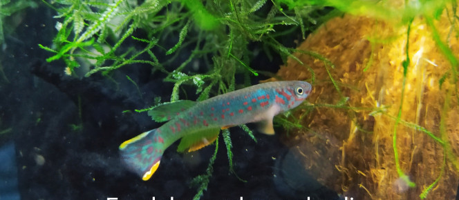 aquarium 134 02 Male Fundulopanchax scheeli , de Killi26