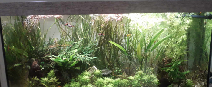 aquarium 240 L , de flow48