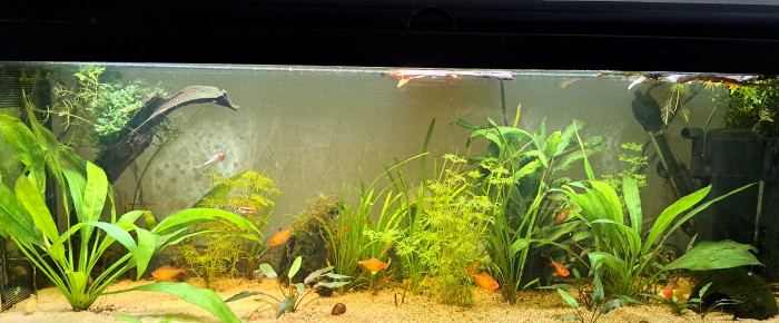 aquarium Serpae otocinclus borellii , de lucie-nol