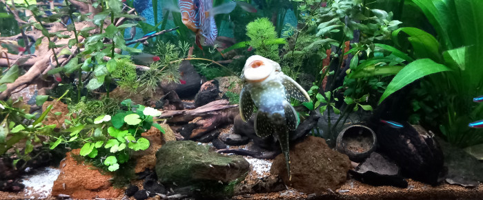 aquarium bac amazonien eau claire  450 litres , de mikey