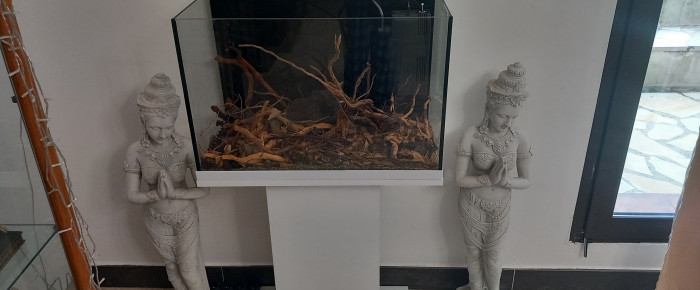 aquarium biotope amazonien  eau noire  70 litres , de mikey