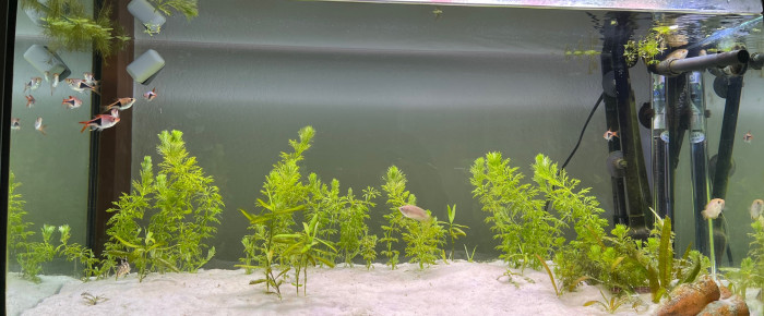 aquarium Asiatique 90L , de Harington40