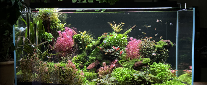 aquarium Bourlot , de Blueb17