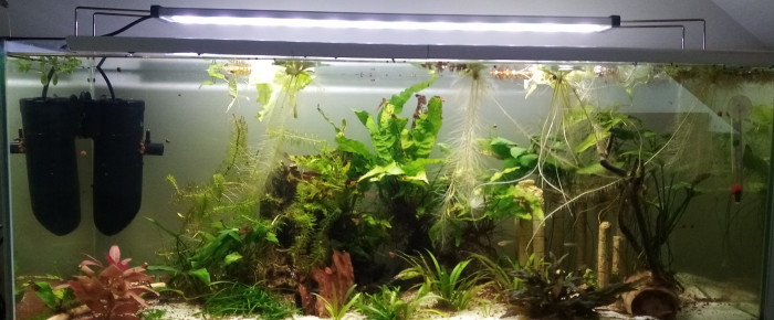 aquarium Aquarium feel good 76L , de mumu18