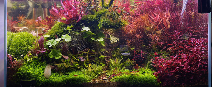 aquarium Hardscape , de Loran