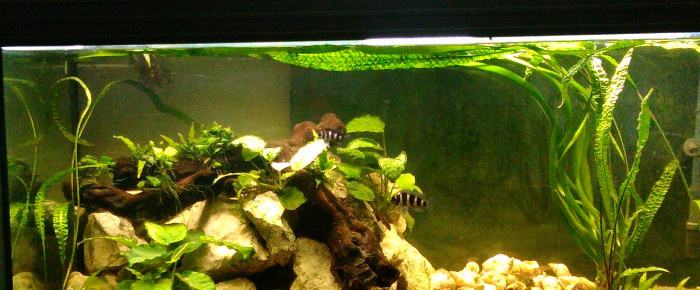 aquarium Tanganika , de Mick42