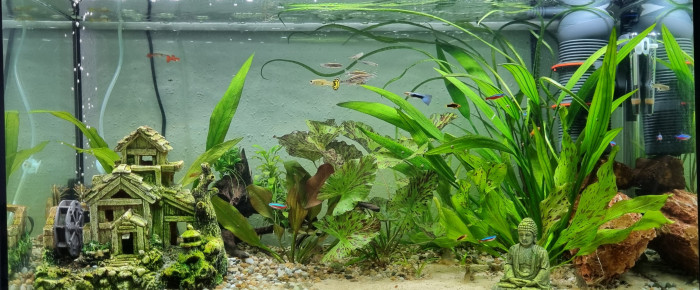aquarium LE CANYON  OCCITAN , de Rabaud