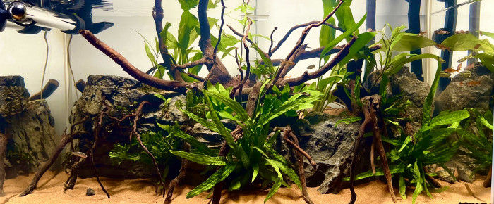 aquarium Premier bac , de Dukzer