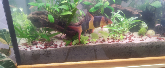 aquarium Mon aquarium , de Sebinou11