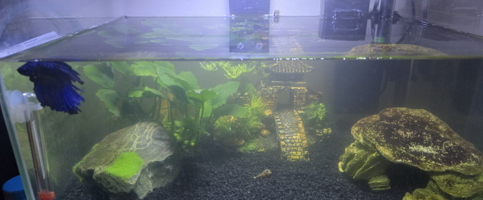 aquarium mon premier aquarium , de Laurene27