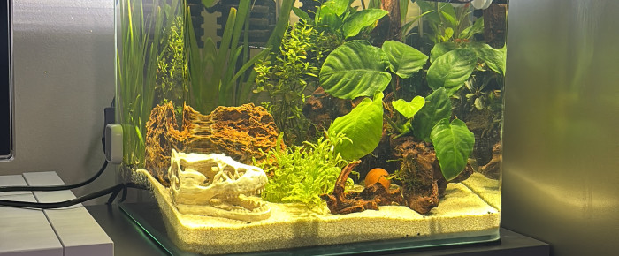 aquarium Nano cube Dennerle 30 Bernard , de MamZ-L94