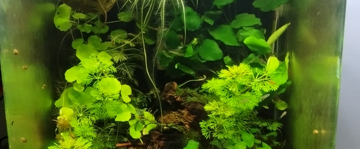 aquarium Dennerle 30 litres , de Olivier1977