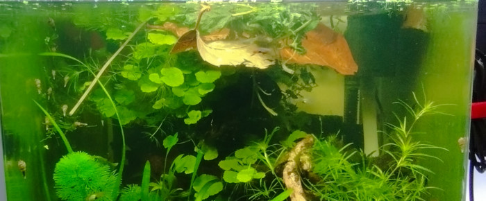 aquarium Aquarium de 62 litres bords arrondis , de Olivier1977