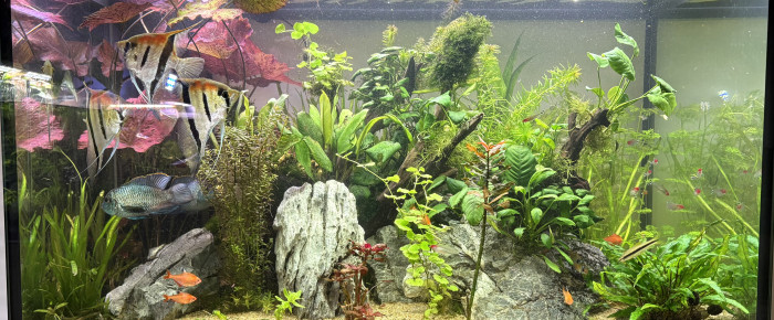 aquarium Scalaire world , de Alex69