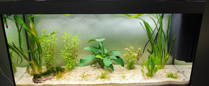 aquarium Aurèle , de clan87