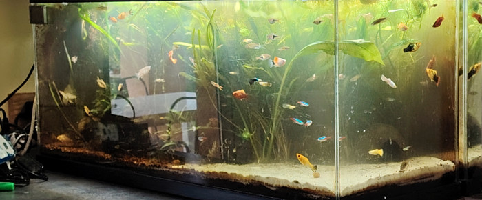 aquarium Mon bac principal , de Aquagarden83