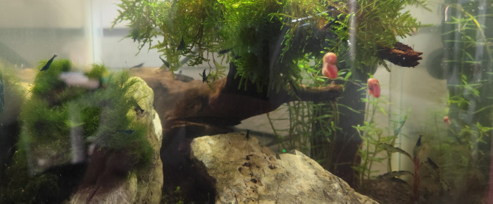 aquarium Aquascap blue carbon , de Crawouette19