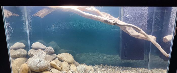 aquarium Malawi , de Malawipassion
