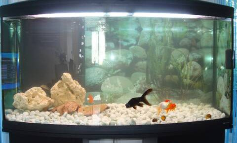 aquarium spécifique poisson , de Gabilures