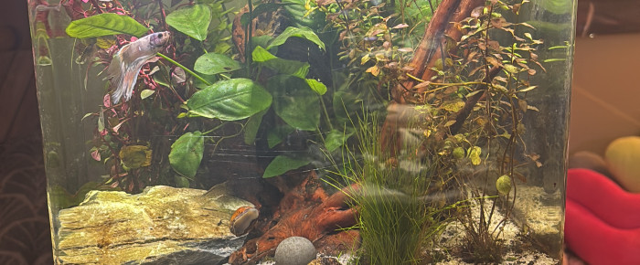 aquarium Nano cube Dennerle 30 Snow , de MamZ-L94