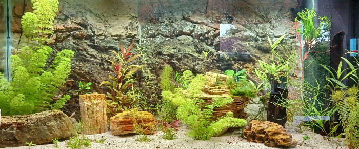 aquarium Juwel Rio 350 , de Pataugeur