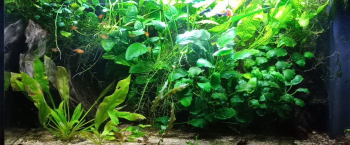 aquarium Bac jungle , de Izarine
