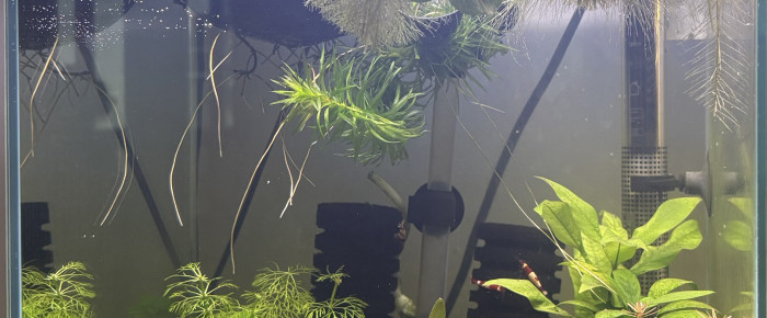 aquarium Caridina world , de Alex69