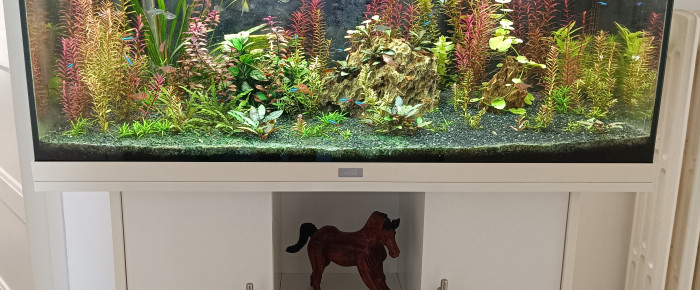 aquarium Aquarium juwel 160 , de misselo83