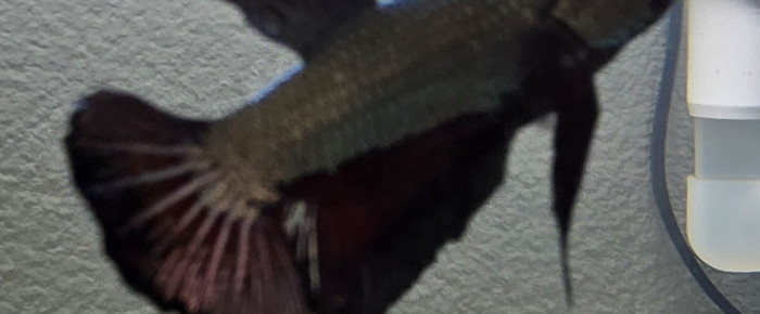 aquarium Scaper 90 , de G0t1er