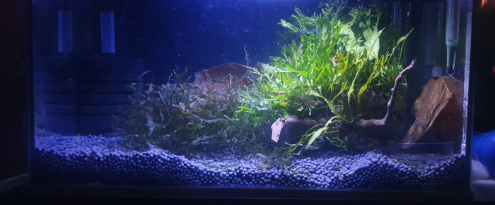 aquarium R.C , de Masson.bruno57