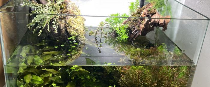 aquarium Nouveau 30L , de Augustin.stglr