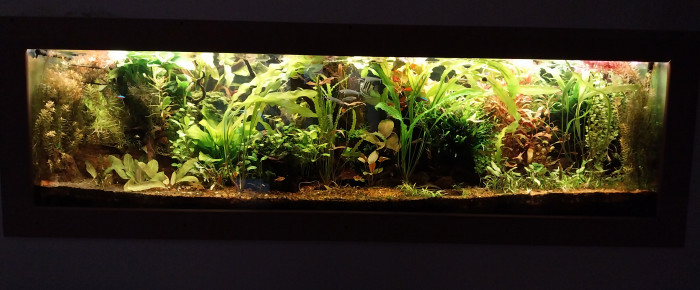 aquarium Amazonien hollandais , de STK54