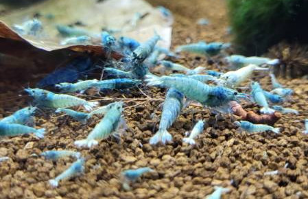aquarium Cuve de 27l , de Tedd80