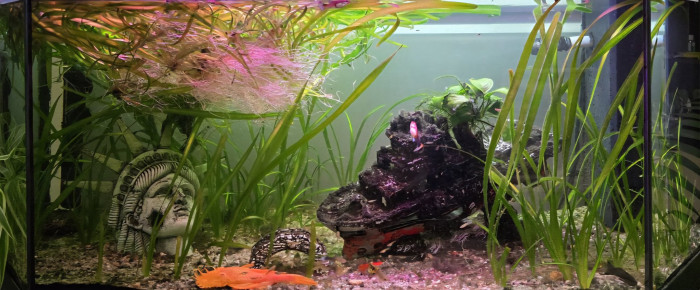 aquarium Maison , de StuFish